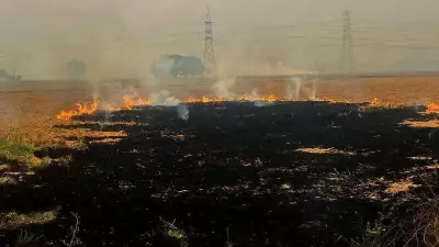 Punjab Worst in Crop Residue Burning Surpassing Haryana and MP