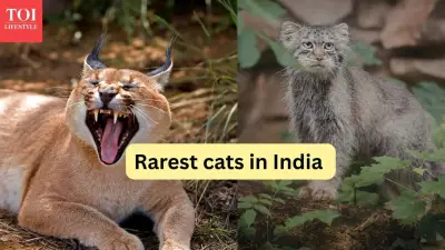 Rare Wild Cats in India Beyond Tigers and Leopards
