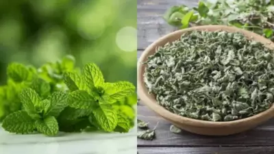 Regrow Mint, Oregano, and More Herbs from Kitchen Scraps Easily