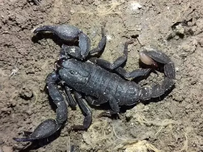 Scorpions Use Hidden Metals to Strengthen Claws and Stingers