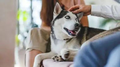 Siberian Husky: 7 Reasons This Dog Breed Is Perfect for Indian Families