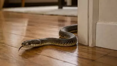Signs of Snakes in Your Home: Shed Skin, Odor, and Droppings