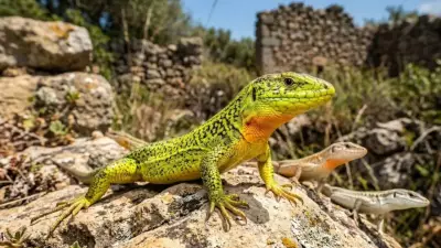 Super-Lizard 'Hulk' Variant Erases Millions of Years of Color Diversity