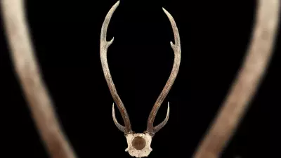 Three Arrested for Attempting to Sell Deer Antlers Worth Rs 10 Lakh in Bengaluru