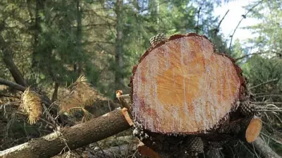 Tree Felling Controversies Expose Flawed Development Priorities in Karnataka