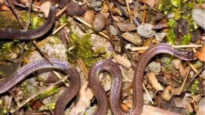 Two-Headed Illusion Snake Discovered in South China's Biodiverse Forests