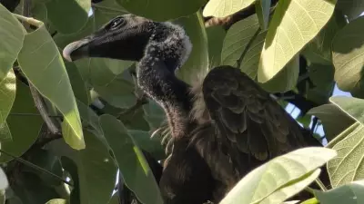 Two Indian Vultures Fly Over 1,000 km After Release in Maharashtra