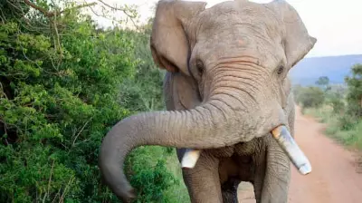 Two Killed in Elephant Attacks in Kerala, Death Toll Reaches Six in Four Months