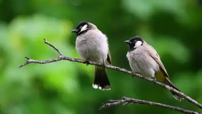 Urban Birds More Fearful of Women Than Men, Study Finds