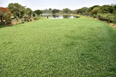 Water Hyacinth Reappears in Godavari River, Raising Pollution Concerns in Nashik