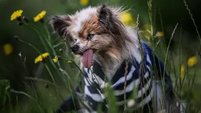 World's Oldest Dog Contender Lazare Dies at 30 in France