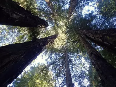 World's Tallest Tree Hyperion's Location Kept Secret to Protect It