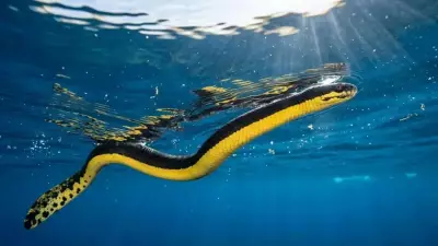 Yellow-Bellied Sea Snake: Master of the Open Ocean and Its Deadly Venom