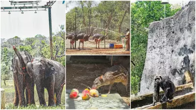 Zoo Animals Get Special Summer Care: Sprinklers, Fans, Frozen Treats
