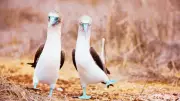 10 Birds with Hilariously Perverted Names and Where to Find Them