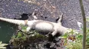 10-foot crocodile found dead in Vadodara's Bhukhi Nullah