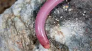 10 Tiny Snakes So Small You Might Mistake Them for Worms