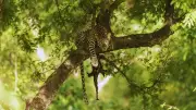 10-Year-Old Boy Critically Injured in Leopard Attack in Chhattisgarh