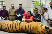 11-Year-Old Tigress Dies at Thiruvananthapuram Zoo Due to Pneumonia and Liver Disease