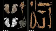 12,400-Year-Old Stitched Elk Hide Found in Oregon Cave Rewrites Early Human History
