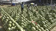 15-Year-Old Dies in Chhattisgarh After Eating Watermelon, Doctor Warns of Pesticide Risk