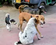 18 Ghaziabad societies achieve 90% community dog sterilisation