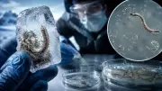 24,000-Year-Old Microscopic Organism Revived from Siberian Permafrost