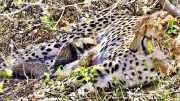 4 Cheetah Cubs Found Dead in MP's Kuno Park, Carcasses Partially Devoured