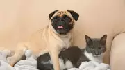 4 Dog Breeds That Get Along Well With Cats: A Guide for Pet Owners