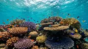 4,000 New Microbial Species in Coral Reefs Could Revolutionize Medicine