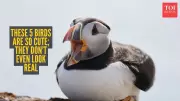 5 Adorable Birds That Look Almost Too Cute to Be Real