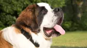 5 Adorable Tall and Large Pet Dog Breeds You Need to Know