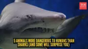 5 Animals More Dangerous to Humans Than Sharks Will Surprise You