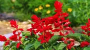 5 Best Plants to Grow in UK Gardens This June for Vibrant Summer Display