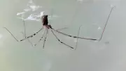 5 Common Kitchen Bugs Hiding Behind Your Refrigerator and Appliances