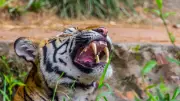 5 Common Tiger Safari Mistakes Tourists Make and How to Avoid Them