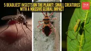 5 Deadliest Insects on Earth: Small Creatures, Massive Global Impact