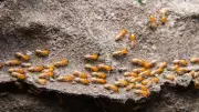 5 Effective Ways to Remove Termites and Save Wooden Interiors