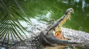 5 Giant Snakes That Can Kill and Eat Crocodiles
