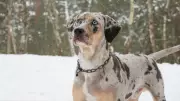 5 Interesting Dog Breeds Native to the US: From Bulldogs to Catahoulas