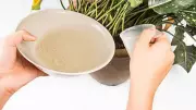 5 Kitchen Waste Items for a Healthy Balcony Garden: Eggshells to Banana Peels