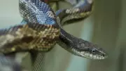 5 Most Alluring Grey Snakes in the World: Elegant and Mysterious Reptiles