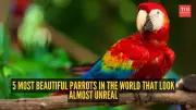 5 Most Beautiful Parrots in the World That Look Almost Unreal