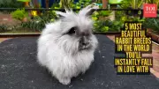 5 Most Beautiful Rabbit Breeds in the World You'll Instantly Fall in Love With