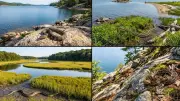 5 Most Snake-Populated Waters in New England and Species There