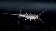 5 Simple Remedies to Keep Silverfish Away and Protect Your Books and Clothes