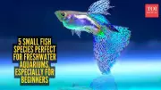 5 Small Freshwater Fish Perfect for Beginner Aquariums