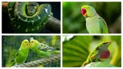 5 Stunning Green Pets to Bring a Slice of Rainforest into Your Home
