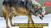 5 Surprising Facts About Wolves That Reveal Their Complex World