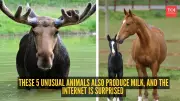 5 Unusual Animals That Produce Milk and Surprise the Internet